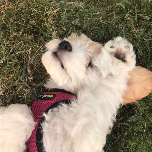 Meet your Posher, Rozie - Picture 1 of 1